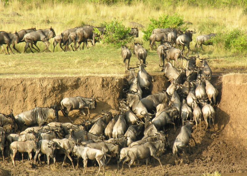Wildebeest making it to the other side!