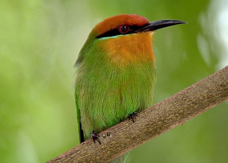 Bee eater, Liwonde