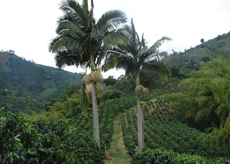 Zona Cafetera
