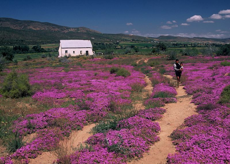 Oudtshoorn spring flowers