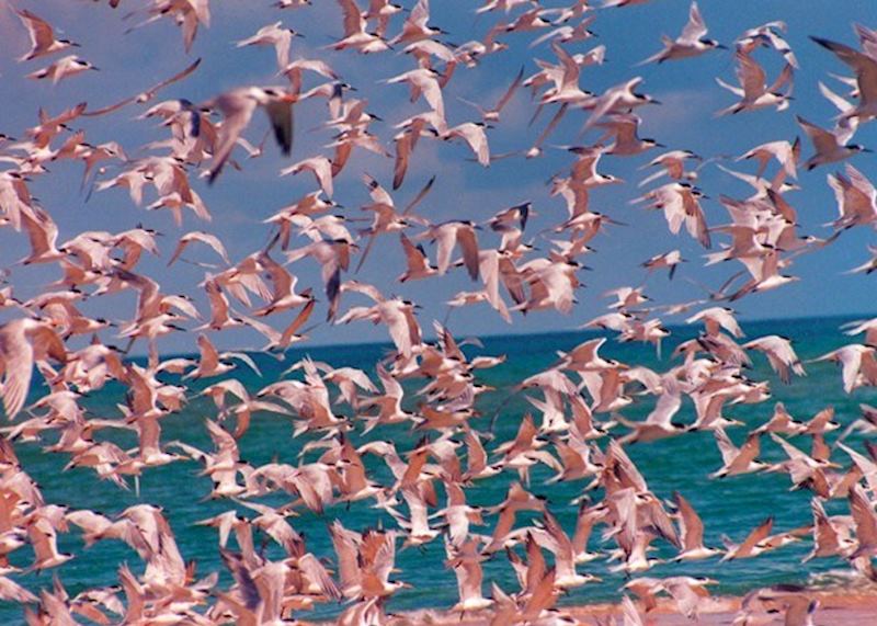 Birds of the Bazaruto Archipelago