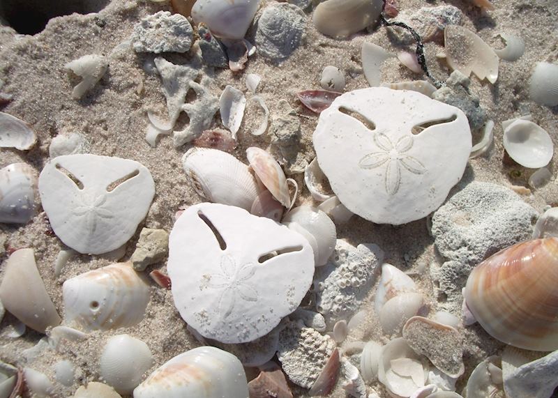 Pansy shells