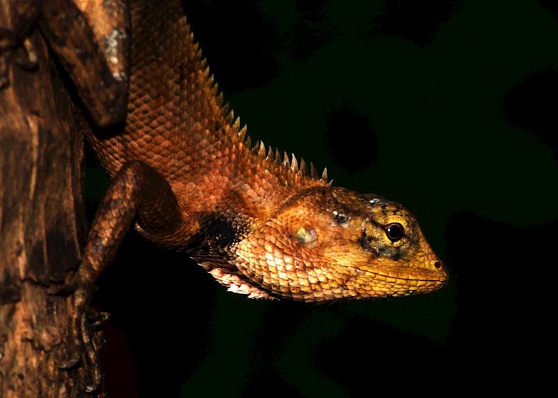 Local inhabitant of the Erawan National Park, Thailand