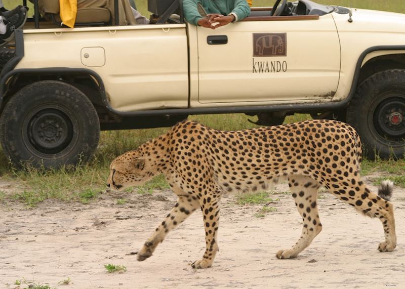 Game viewing from Kwara Camp, Botswana
