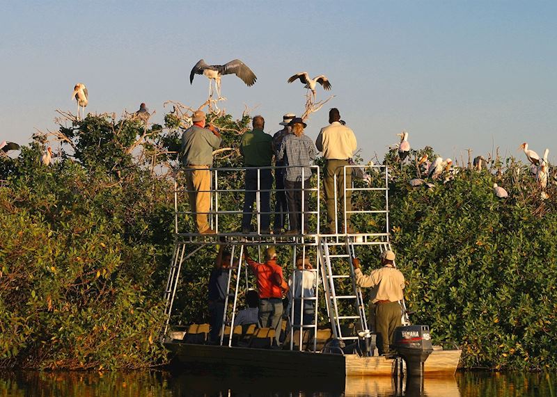 Viewing heron on a boat trip from Kwara Camp, Botswana