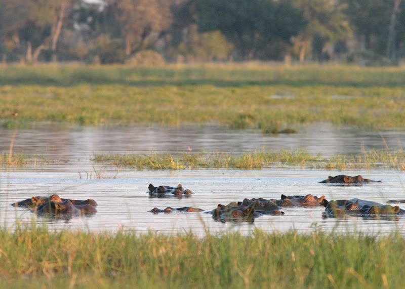 Hippo in the Kwara Concession, Botswana