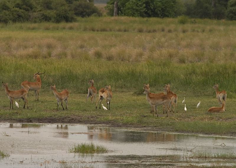 Lechwe in the Kwara Concession, Botswana