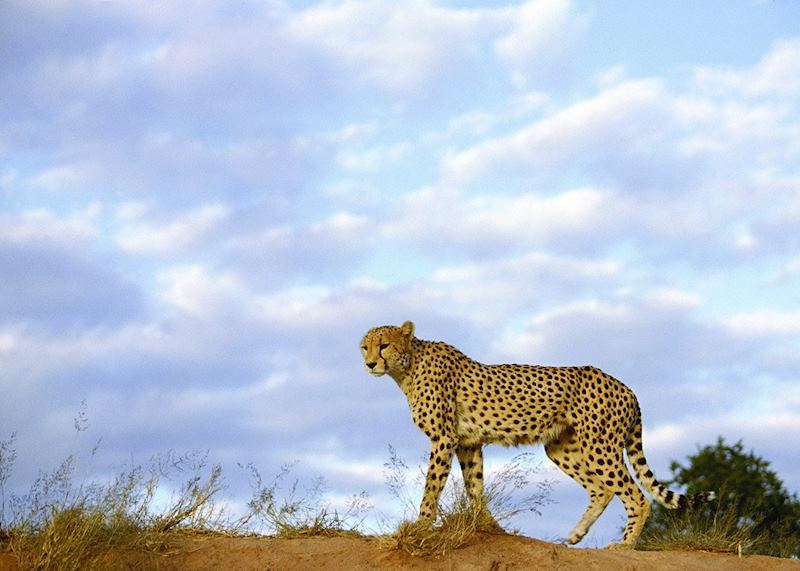 Cheetah in Namibia