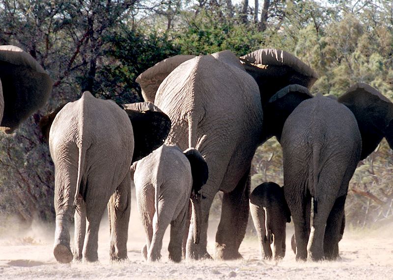 Desert elephant on the move