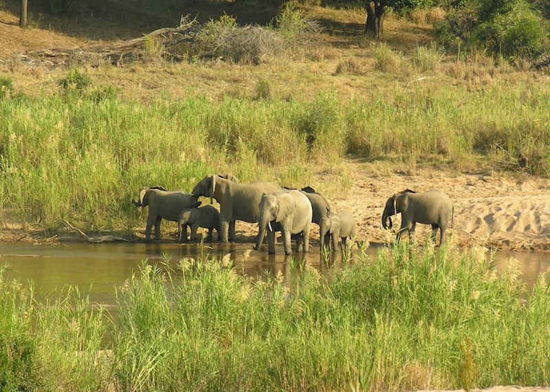 Drinking elephants