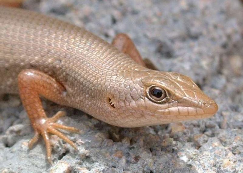 Rock skink