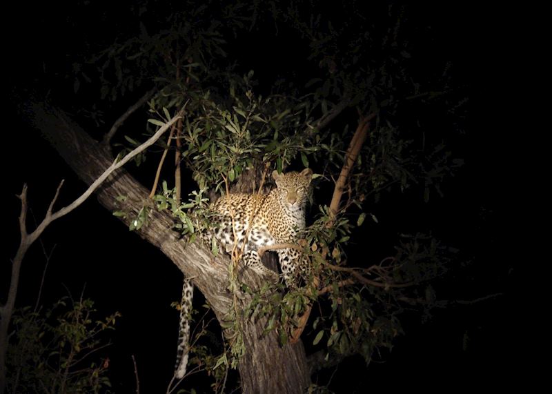 Female leopard