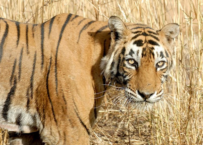 Royal Bengal Tiger