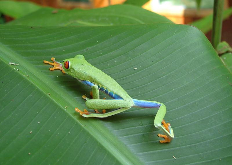 Red-eye Tree Frog, Tortuguero National Park