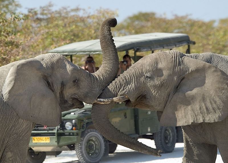 Elephants in Etosha National Park