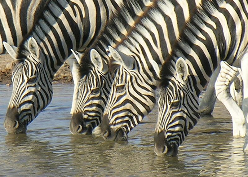 Zebra drinking in Etosha National Park