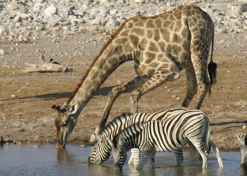 Etosha National Park