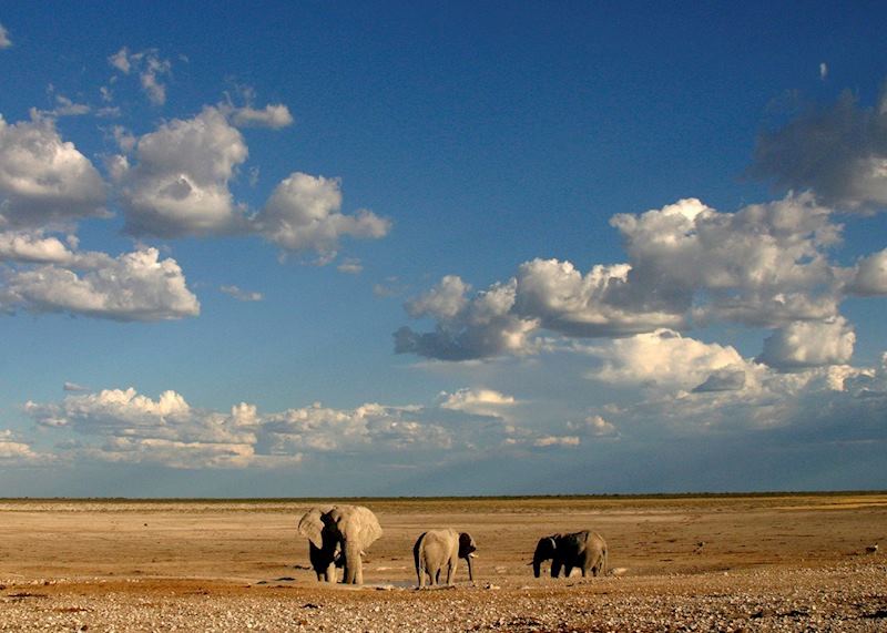 Elephants in Etosha National Park