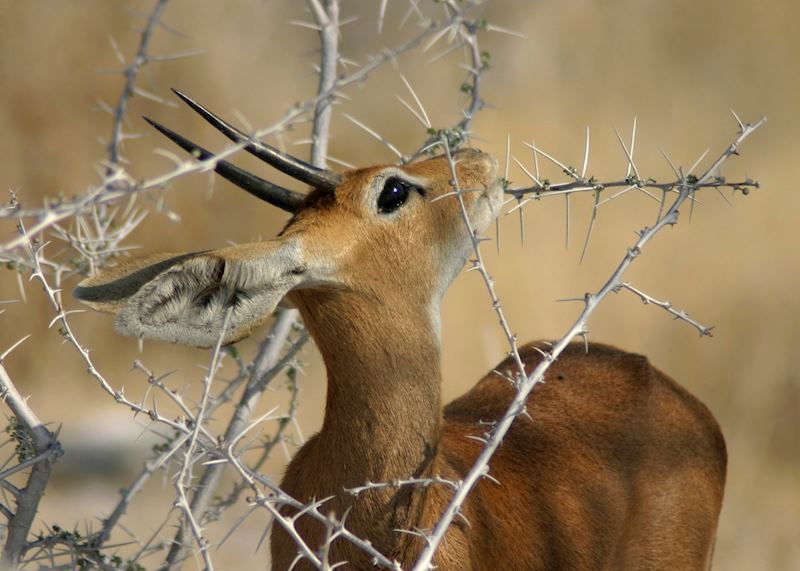 Steenbok in Etosha National Park