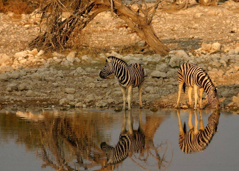 Etosha National Park, Namibia