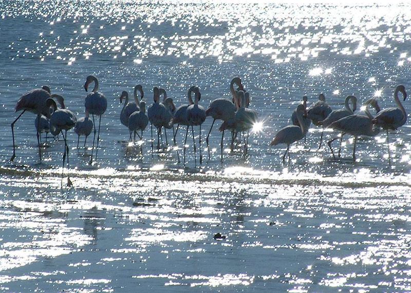Flamingos at Luderitz