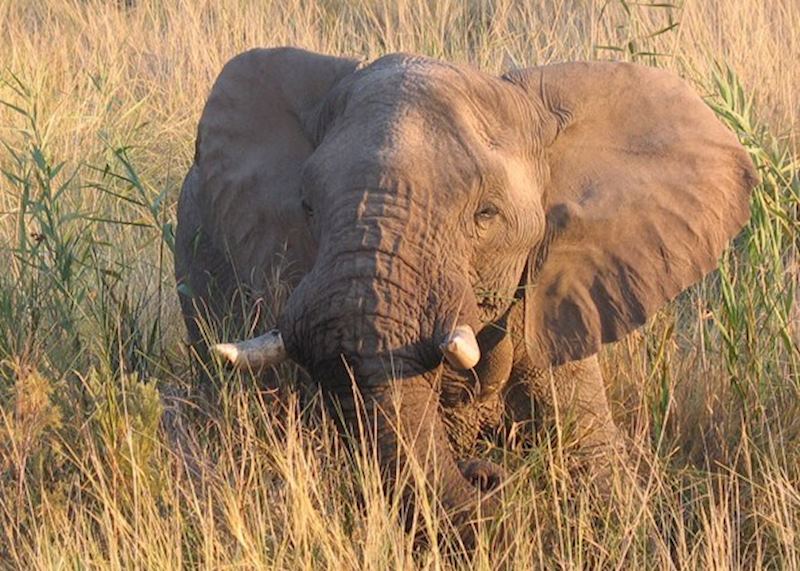 Elephant in the papyrus