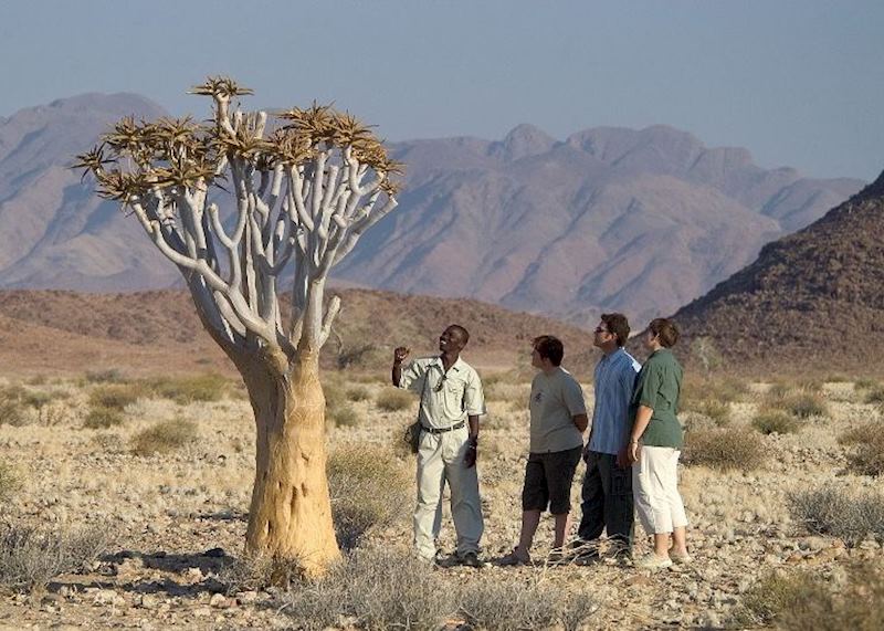 Examining a Quivertree