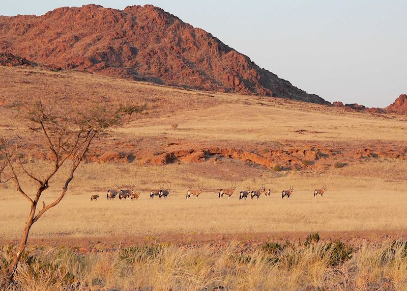 Gemsbok in the Naukluft Mountains