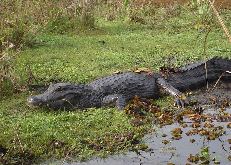 A caiman in the Iberá wetlands