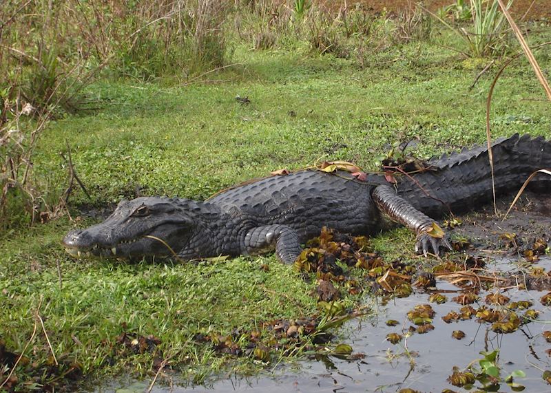 A caiman in the Ibera wetlands
