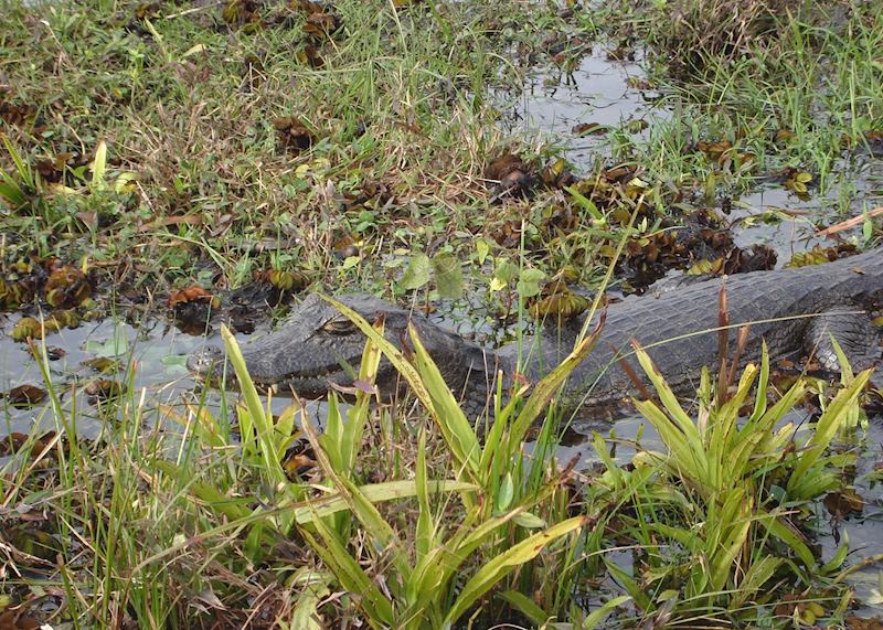 A caiman in the Ibera wetlands