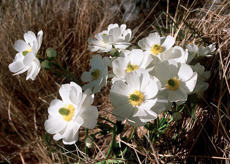 Flowers on Arthur's Pass