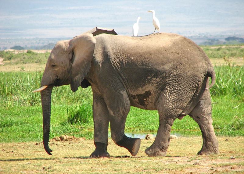 Elephant in Amboseli National Park