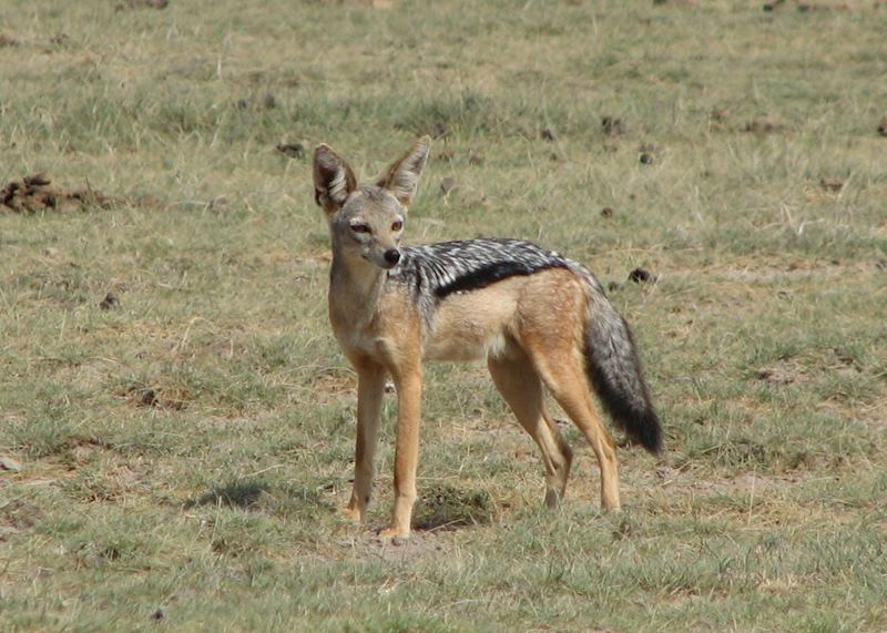 Jackal in Amboseli National Park, Kenya