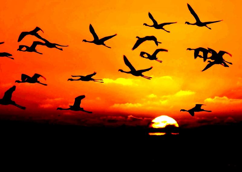 Flamingos of Walvis Bay