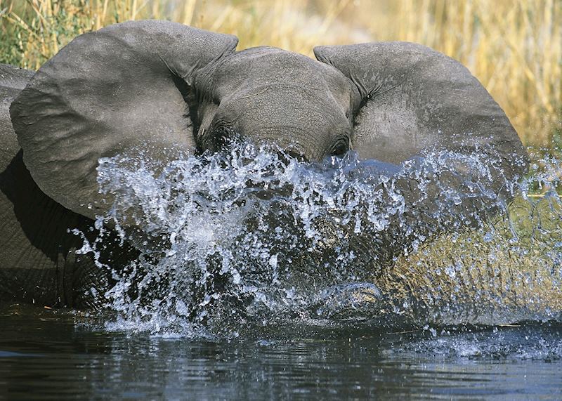 Elephant splashing
