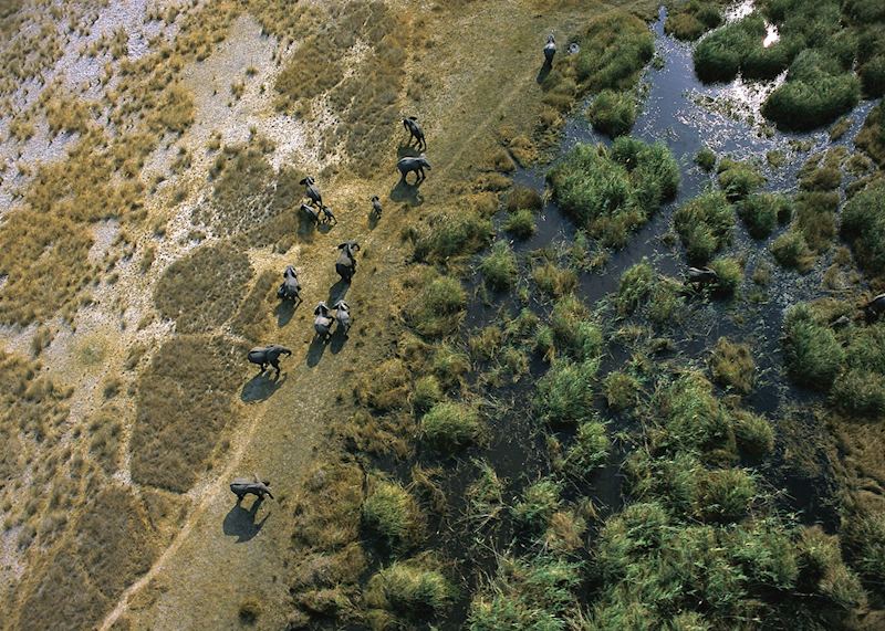 Herd of Elephants Mudumu and Mamili National Park, Namibia