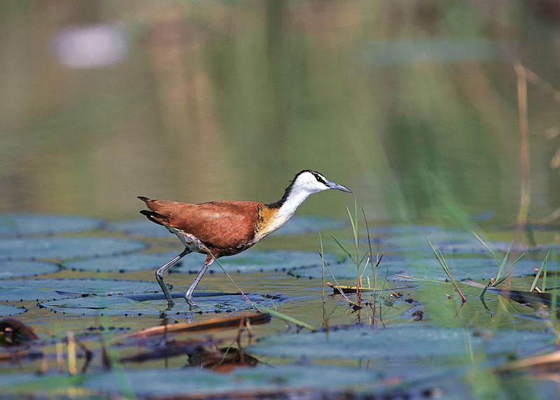 Mudumu and Mamili National Park, Namibia
