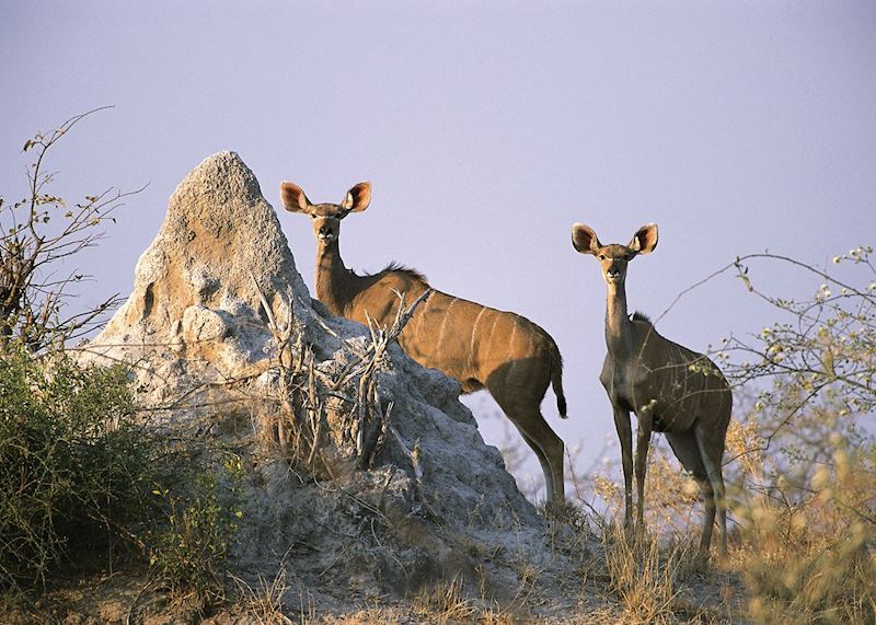 Kudu on a termite mound