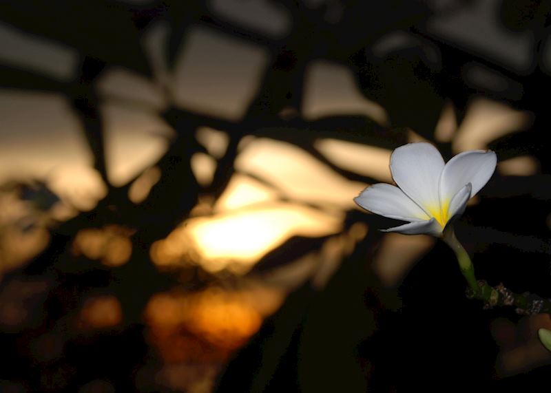 Frangipani flowers are a common sight and smell delicious