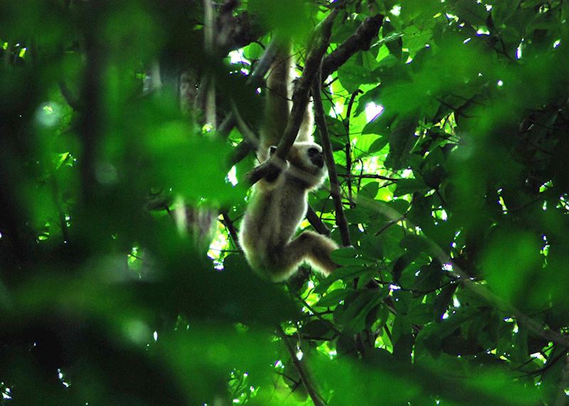 A white gibbon in Khao Yai National Park