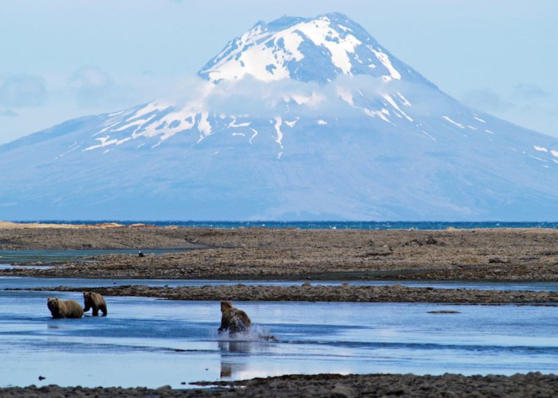 Grizzly bears in Katmai National Park, Alaska