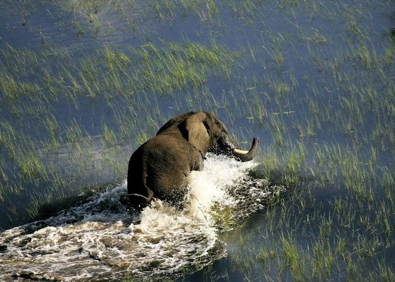 Elephant, Kafue National Park, Zambia