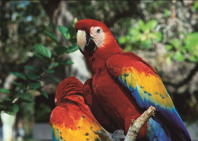Scarlet macaws, Copán