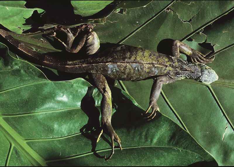 Iguana, Guatemala