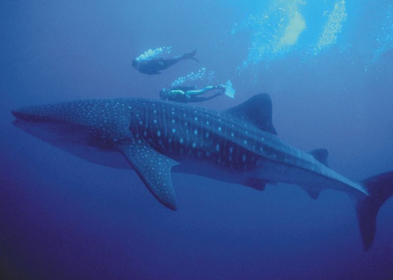 Whale Shark, Roatan Island
