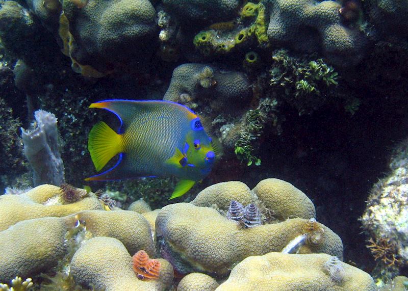 Bocas del Toro, Panama