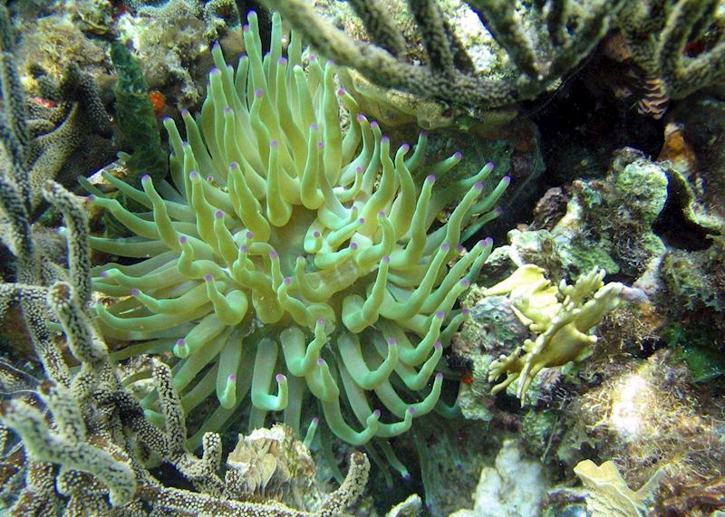 Underwaterworld, Bocas del Toro