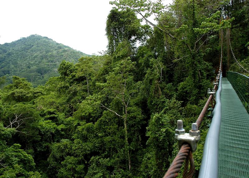 Canopy walk Sarapiqui, Costa Rica