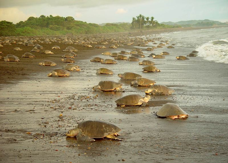 Olive Ridley Sea Turtles annual arrival, Playa Ostional, Guanacaste